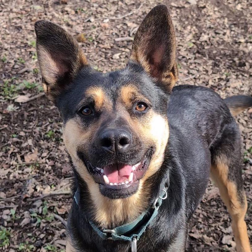 Enlarge Broder, a Adoptable Mixed Breed in Redwood Valley, CA image 5/6