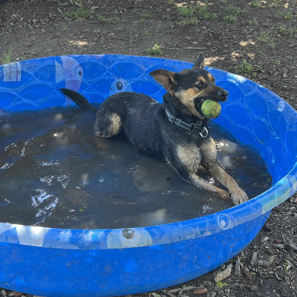 Enlarge Broder, a Adoptable Mixed Breed in Redwood Valley, CA image 6/6