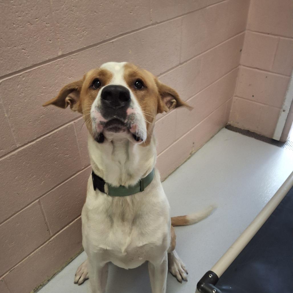 Bruin, Adoptable, Adult Male Great Pyrenees & Chesapeake Bay Retriever.
