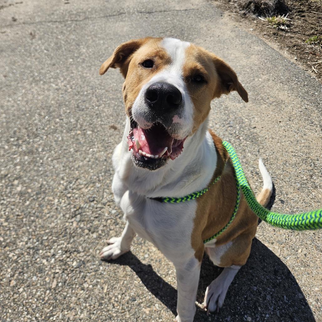 Enlarge Bruin, a Adoptable mixed breed in Conway, NH image 2/6
