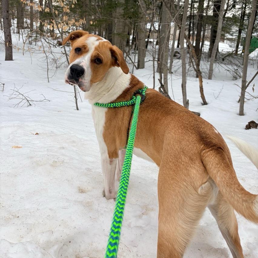 Enlarge Bruin, a Adoptable mixed breed in Conway, NH image 3/6