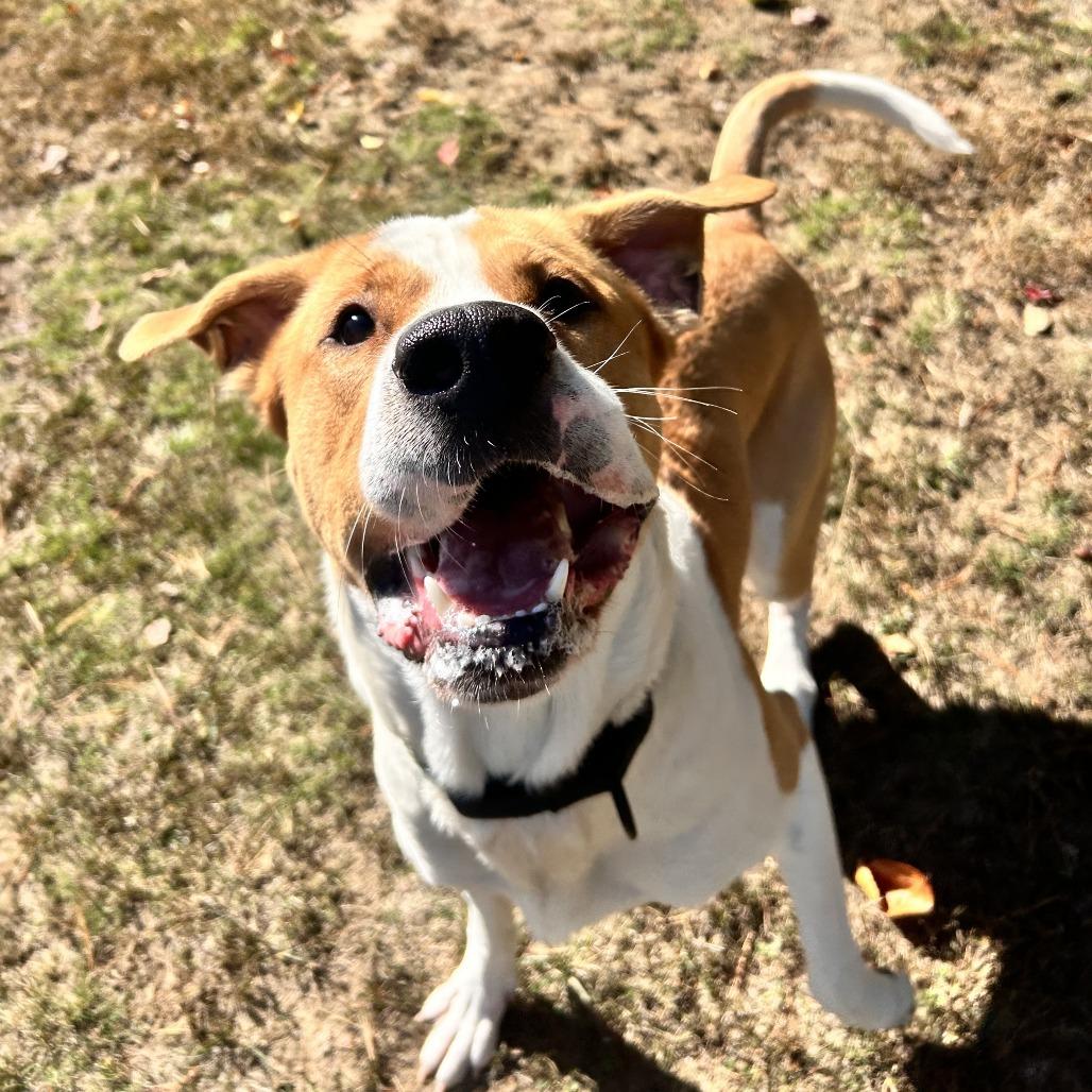 Enlarge Bruin, a Adoptable mixed breed in Conway, NH image 2/4
