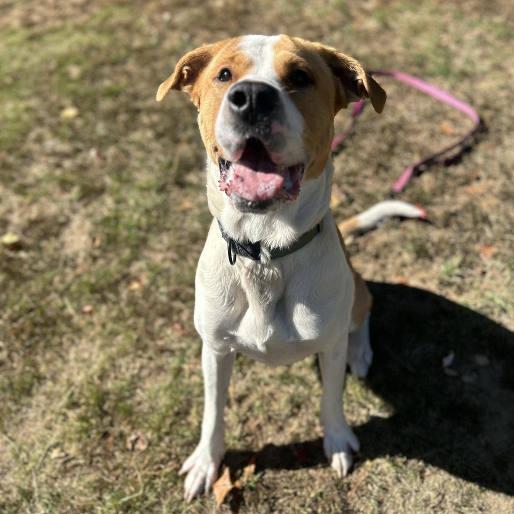 Enlarge Bruin, a Adoptable mixed breed in Conway, NH image 3/4