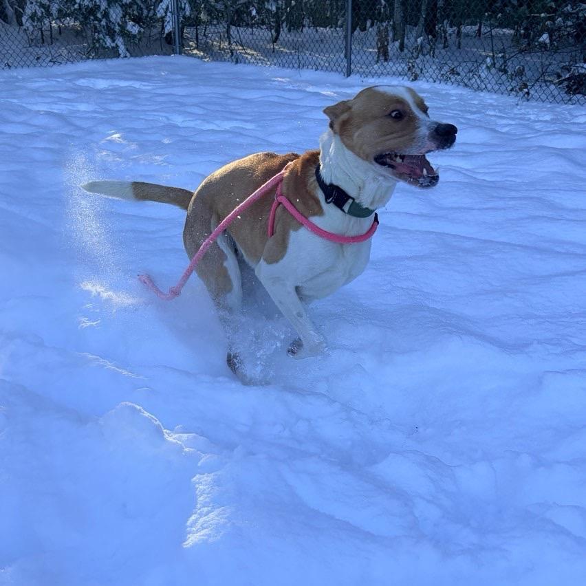 Enlarge Bruin, a Adoptable mixed breed in Conway, NH image 4/4
