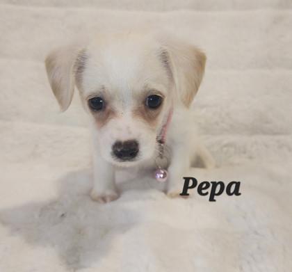 Pepa