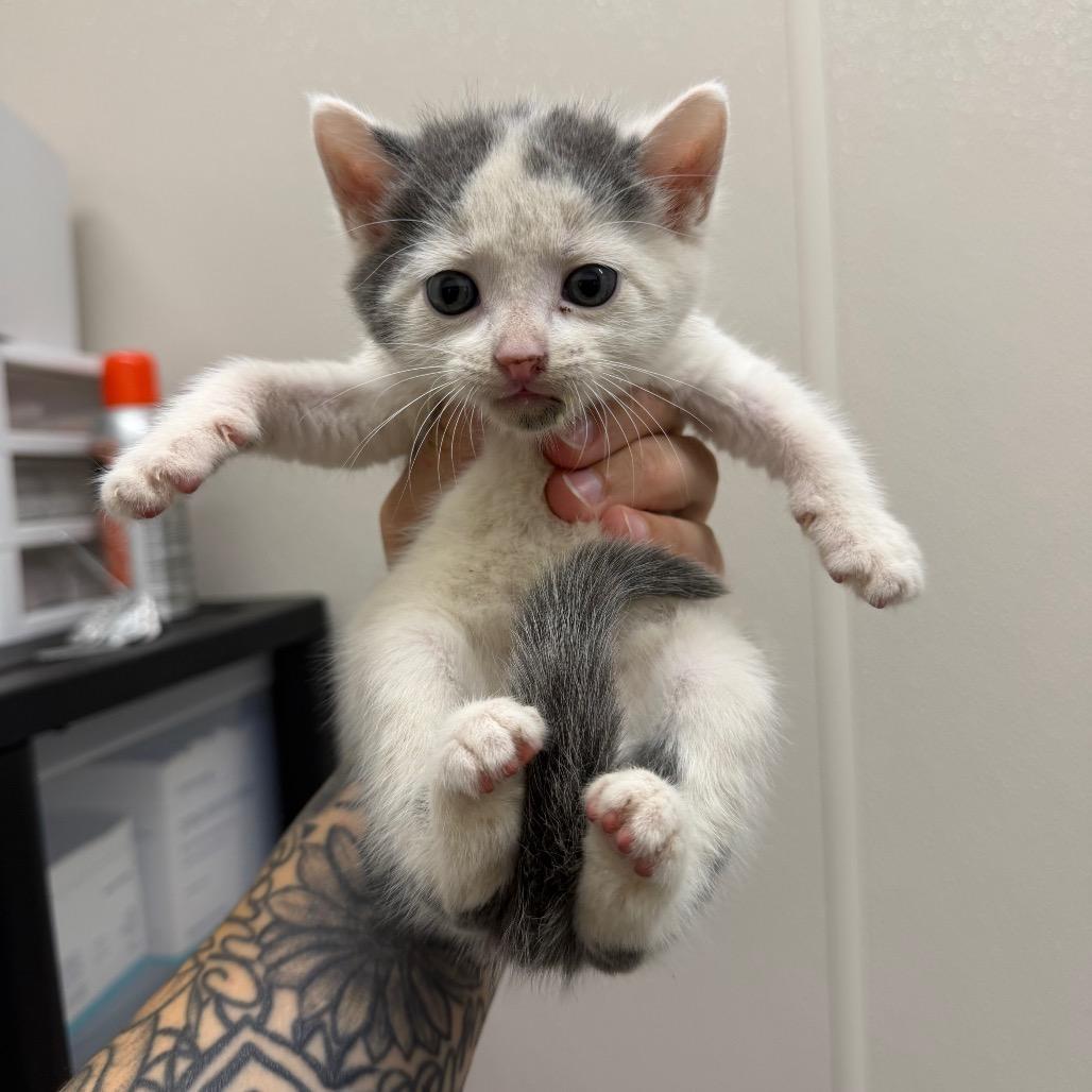 Noodle, Adoptable, Kitten Male Domestic Short Hair.