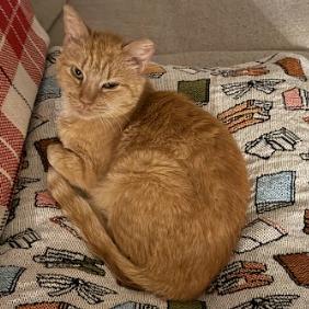 Nati, Adoptable, Senior Female Domestic Short Hair.