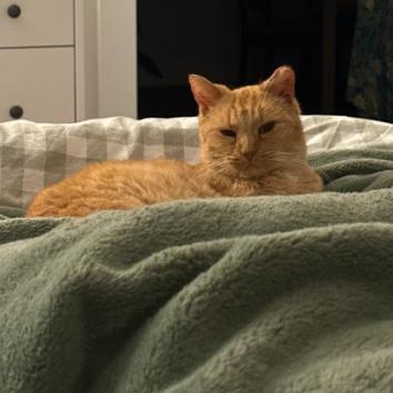 Enlarge Nati, a Adoptable Domestic Short Hair in Philadelphia, PA image 2/6