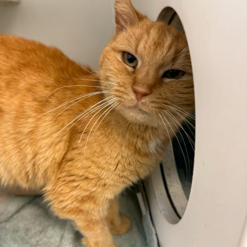 Enlarge Nati, a Adoptable Domestic Short Hair in Philadelphia, PA image 2/6