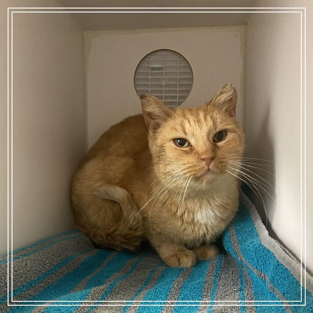 Enlarge Nati, a Adoptable Domestic Short Hair in Philadelphia, PA image 3/6