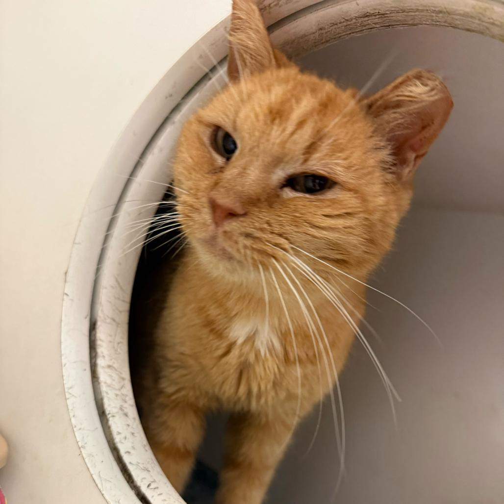 Enlarge Nati, a Adoptable Domestic Short Hair in Philadelphia, PA image 4/6