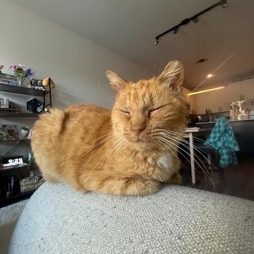 Enlarge Nati, a Adoptable Domestic Short Hair in Philadelphia, PA image 6/6