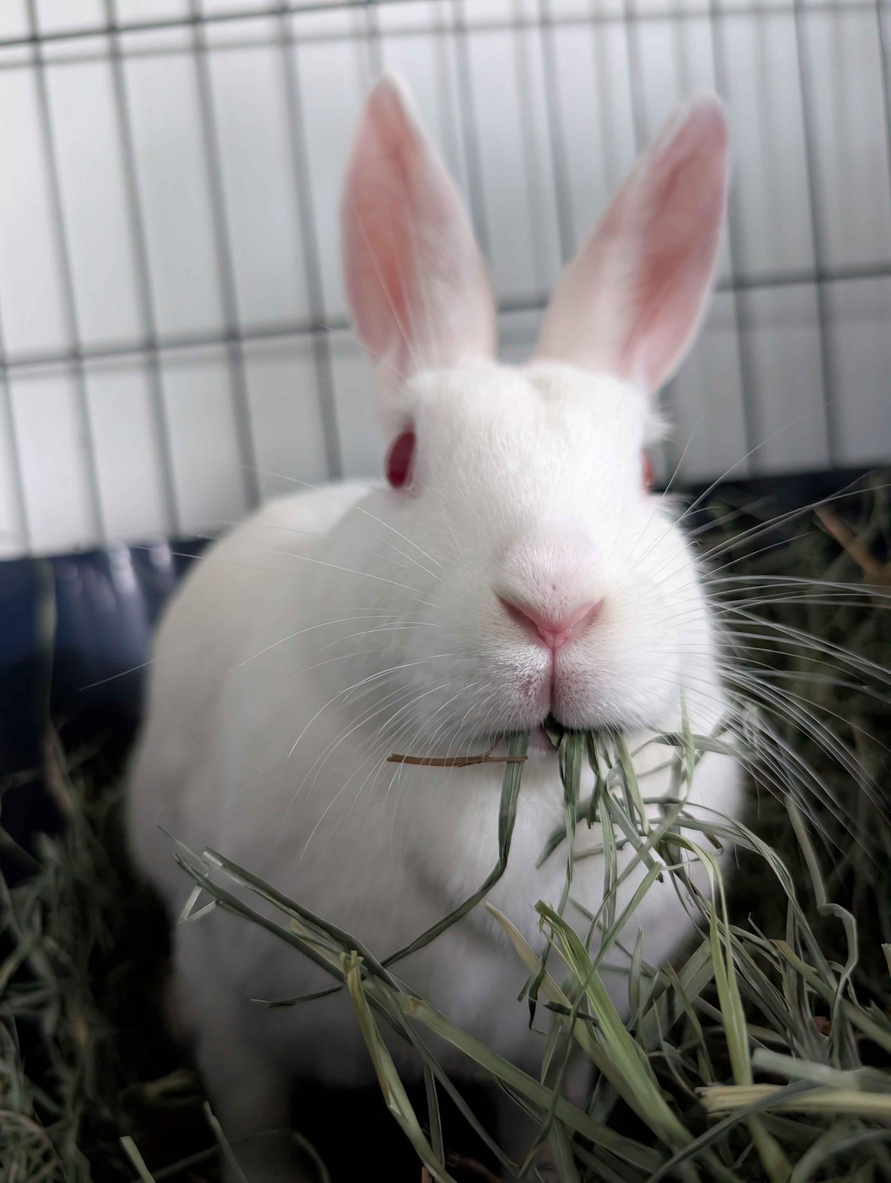 Enlarge Sweet Cream, a ADOPTABLE mixed breed in Canal Fulton, OH image 2/3