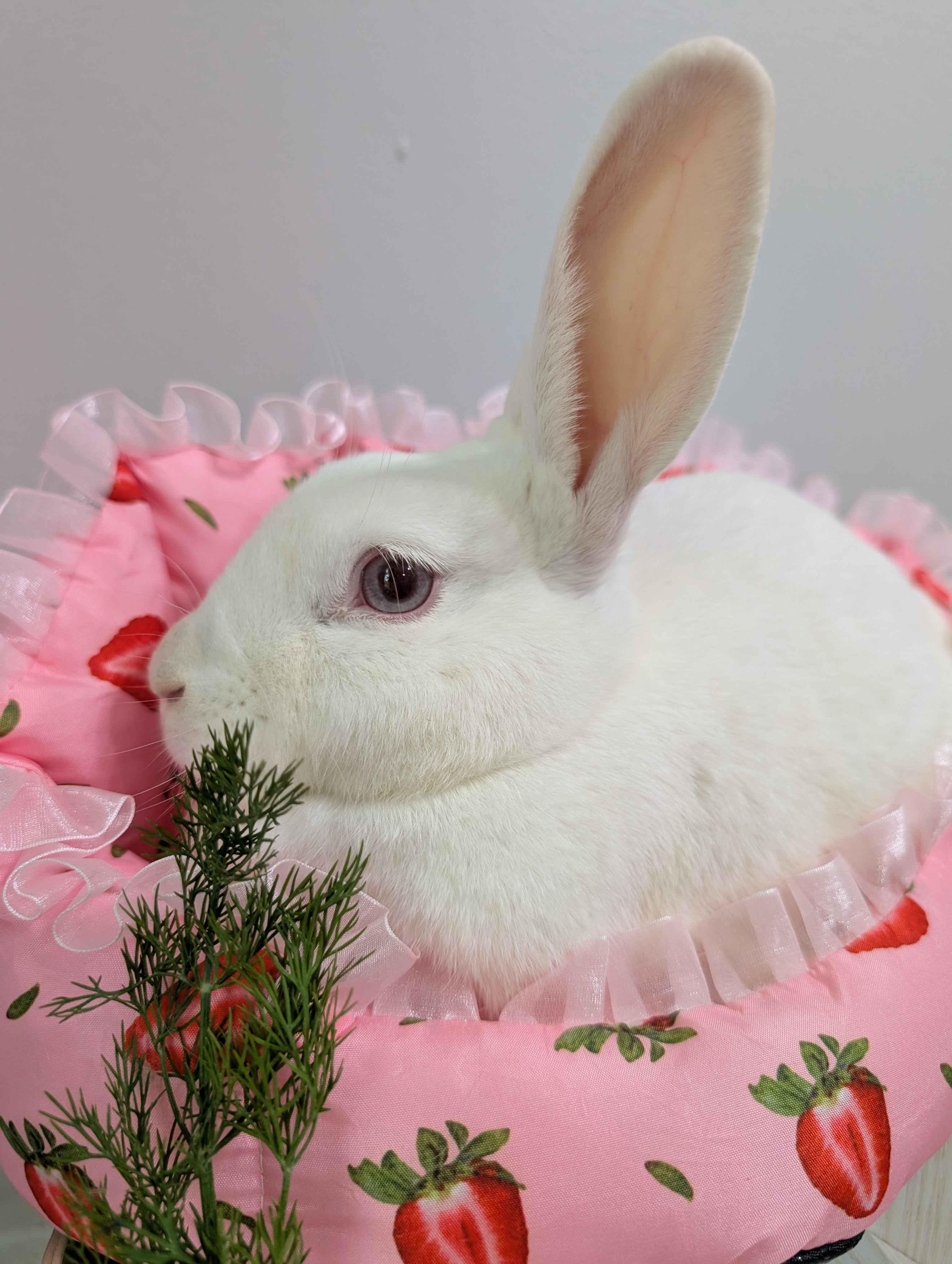 Sweet Cream, ADOPTABLE, Young Female Bunny Rabbit.