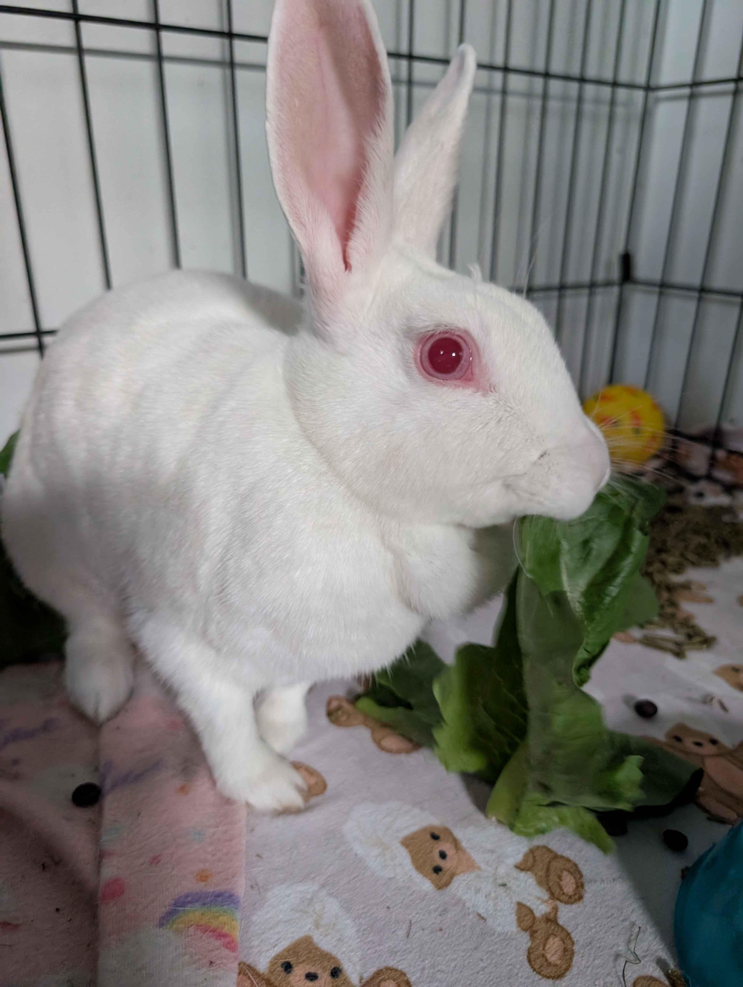 Enlarge Sweet Cream, a ADOPTABLE mixed breed in Canal Fulton, OH image 3/3