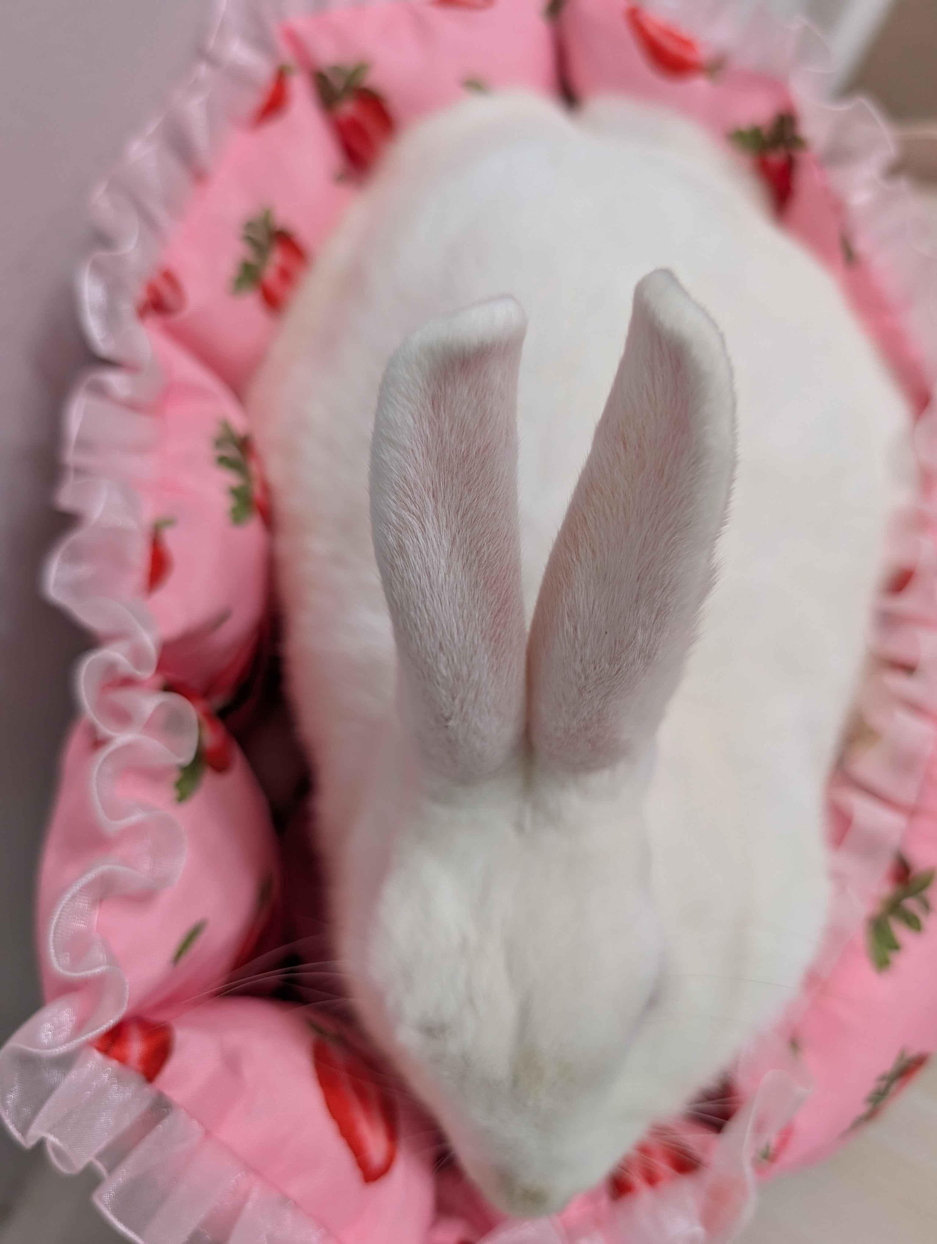 Enlarge Sweet Cream, a ADOPTABLE mixed breed in Canal Fulton, OH image 2/4