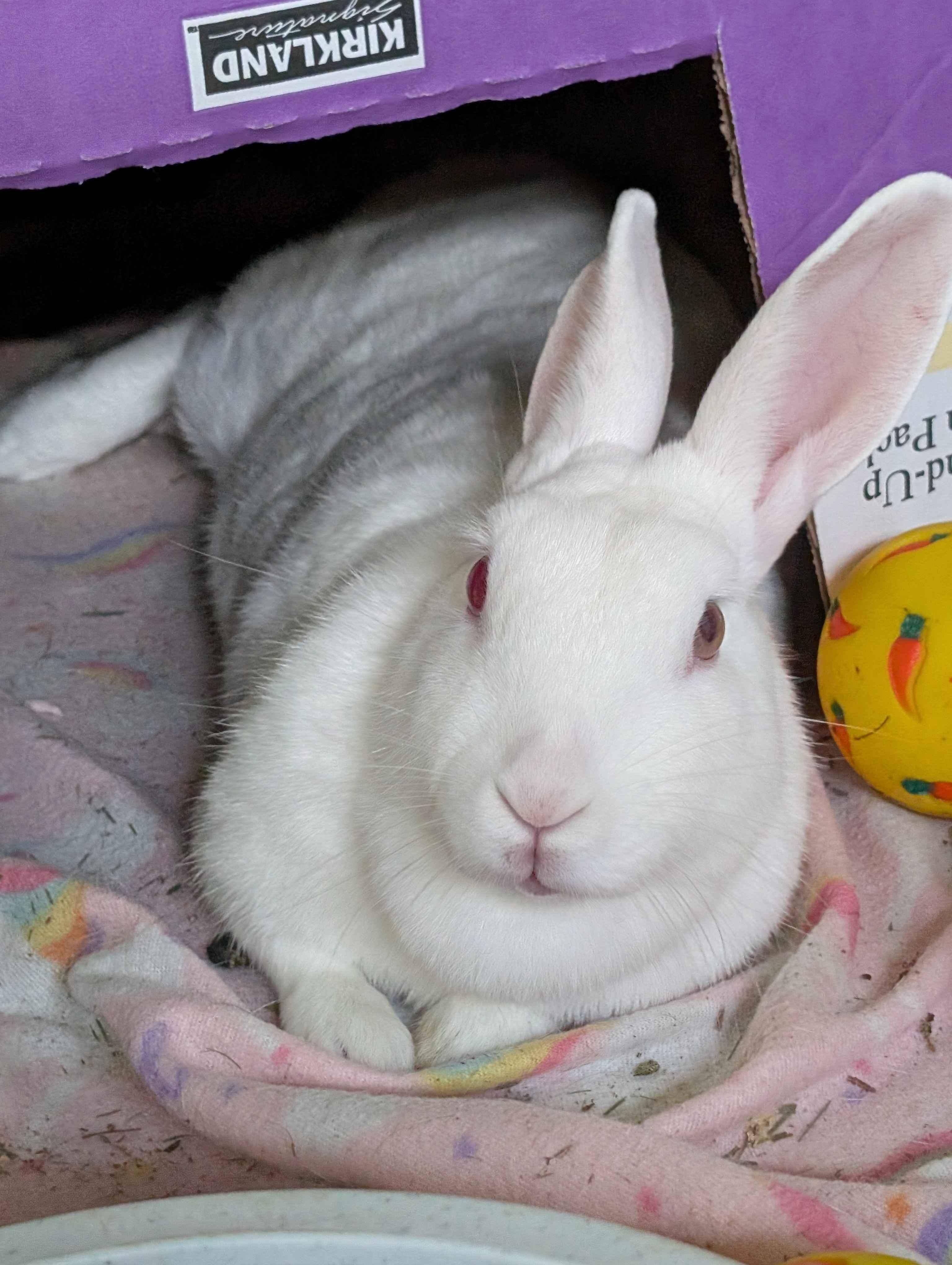 Sweet Cream, ADOPTABLE, Young Female Bunny Rabbit.
