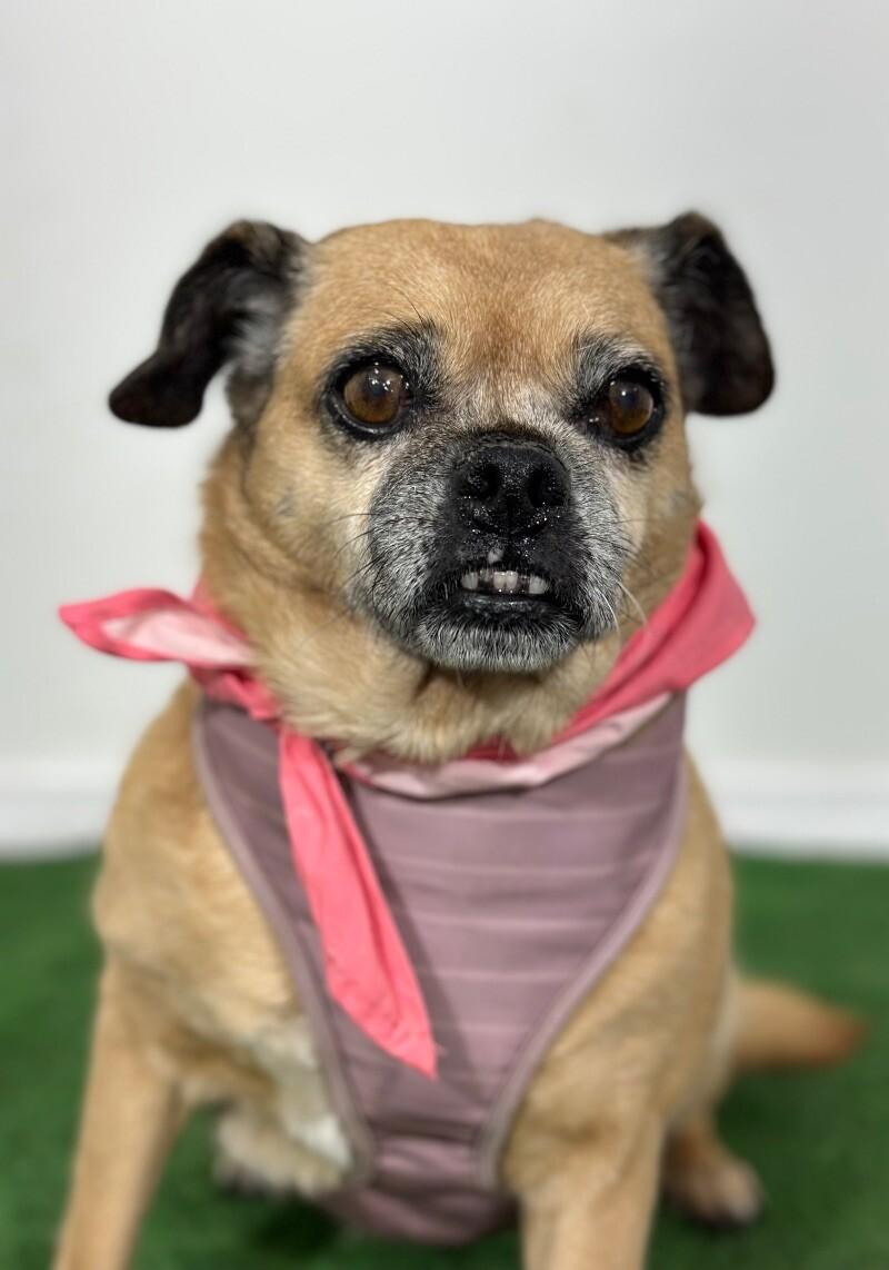 Enlarge Barbie, a Adoptable mixed breed in Reno, NV image 1/1
