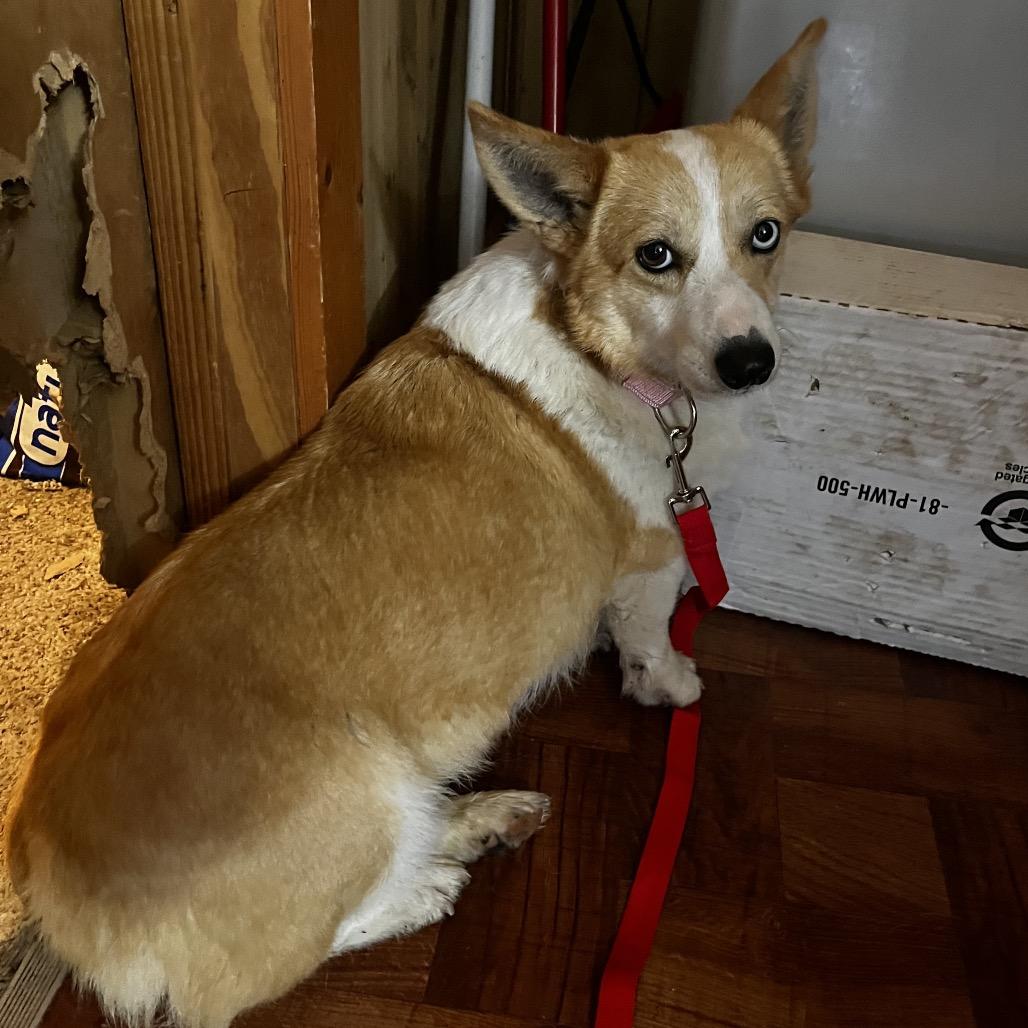 Rowan, Adoptable, Adult Female Corgi.