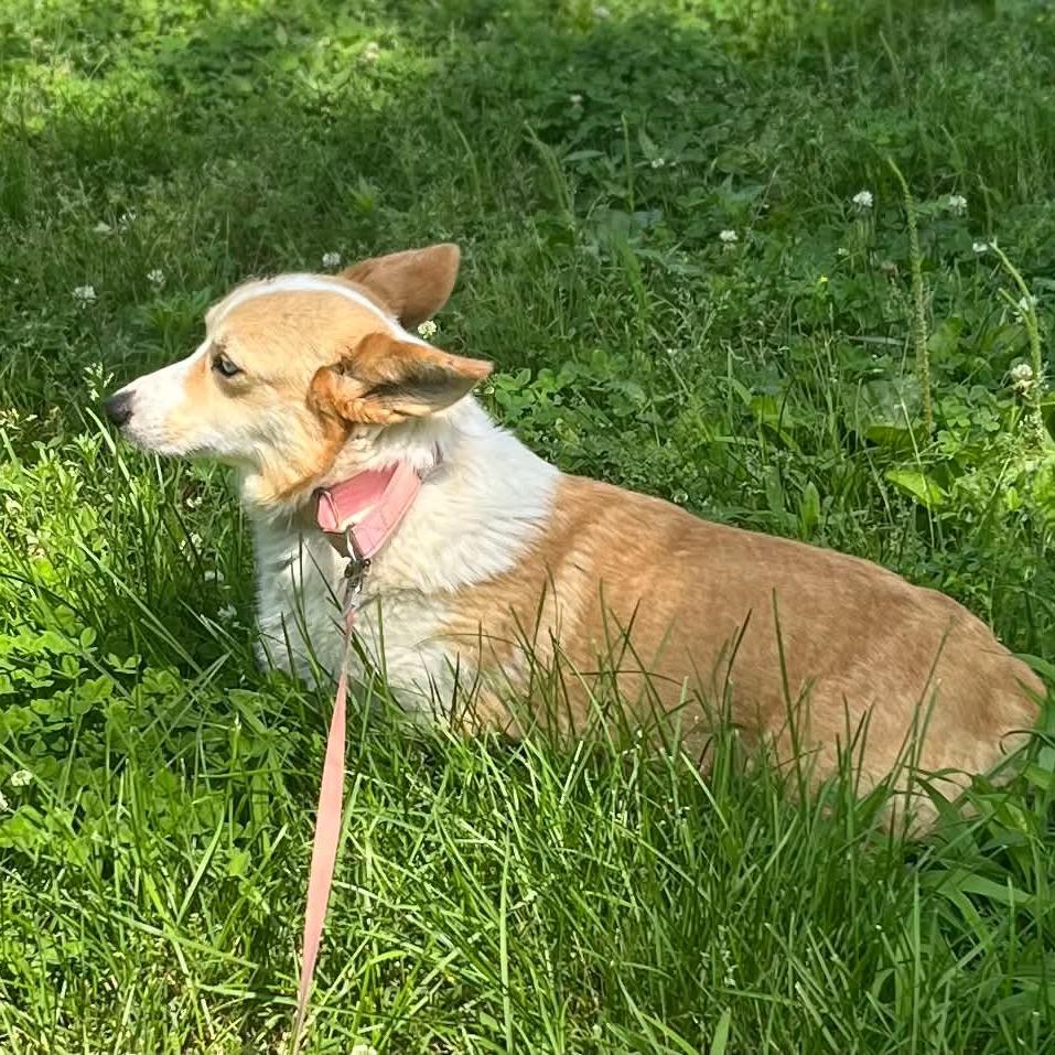 Enlarge Rowan, a Adoptable Corgi in Pittsburg, KS image 2/4