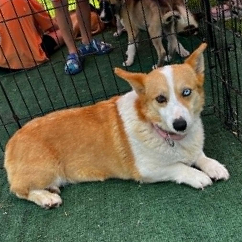 Enlarge Rowan, a Adoptable Corgi in Pittsburg, KS image 3/4