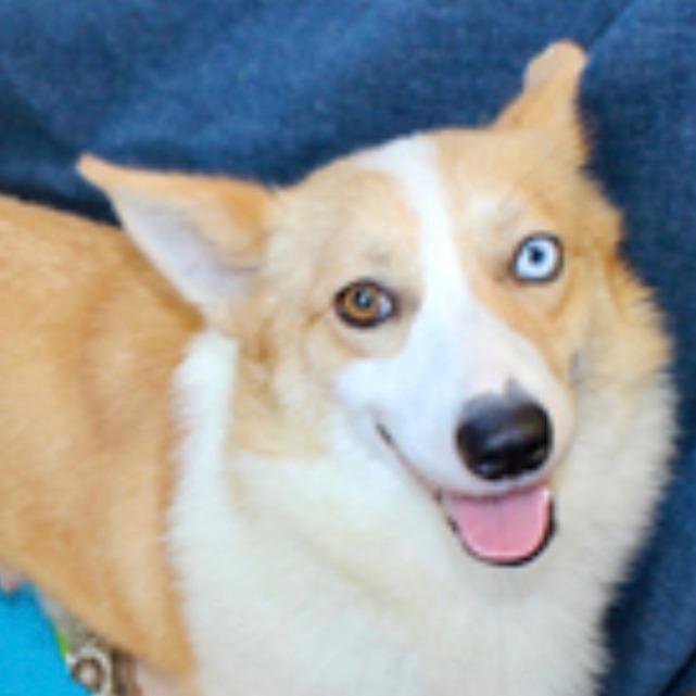 Enlarge Rowan, a Adoptable Corgi in Pittsburg, KS image 4/4