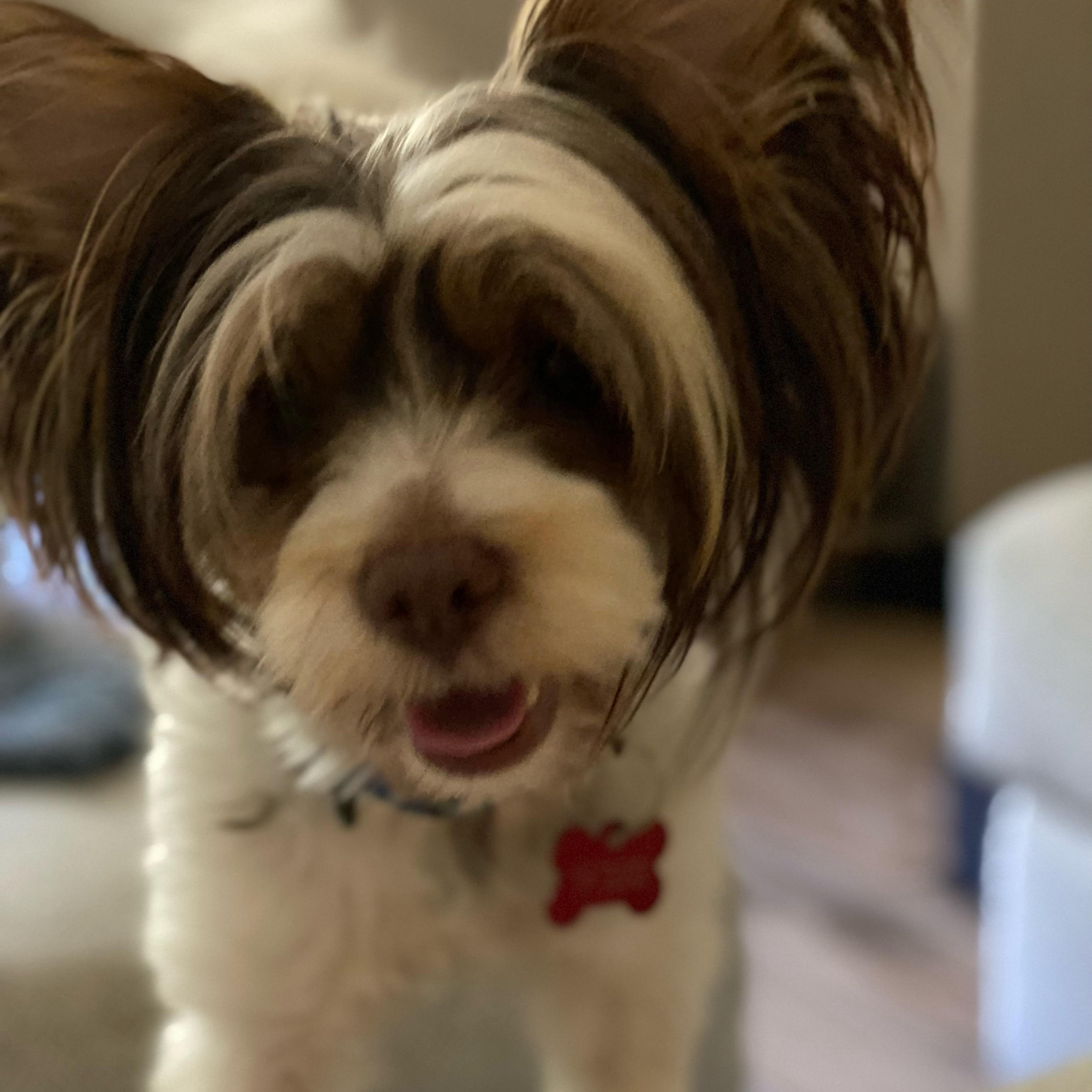 Enlarge Duke, a Adopted Yorkshire Terrier in Rancho Santa Fe, CA image 1/2