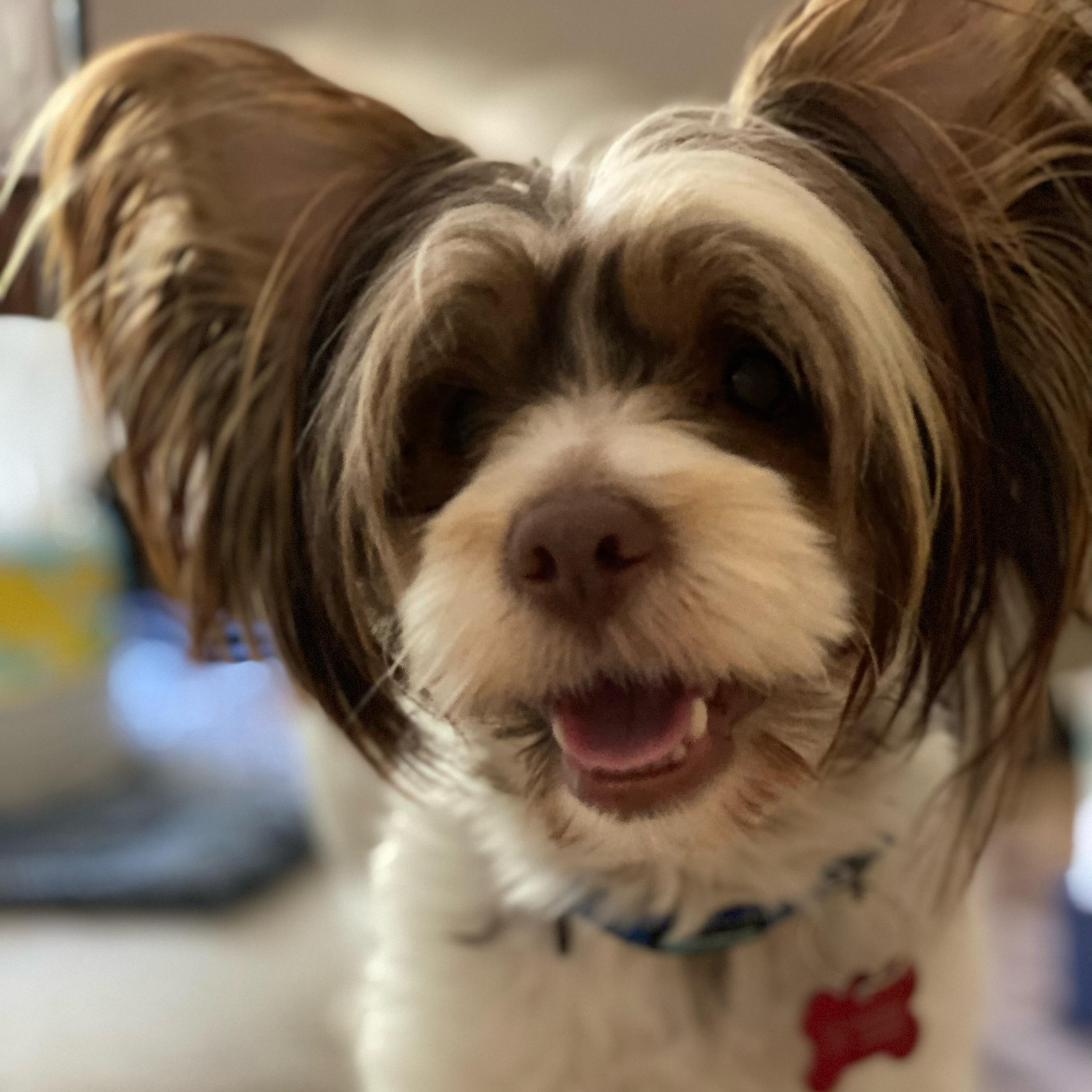 Enlarge Duke, a Adopted Yorkshire Terrier in Rancho Santa Fe, CA image 2/2