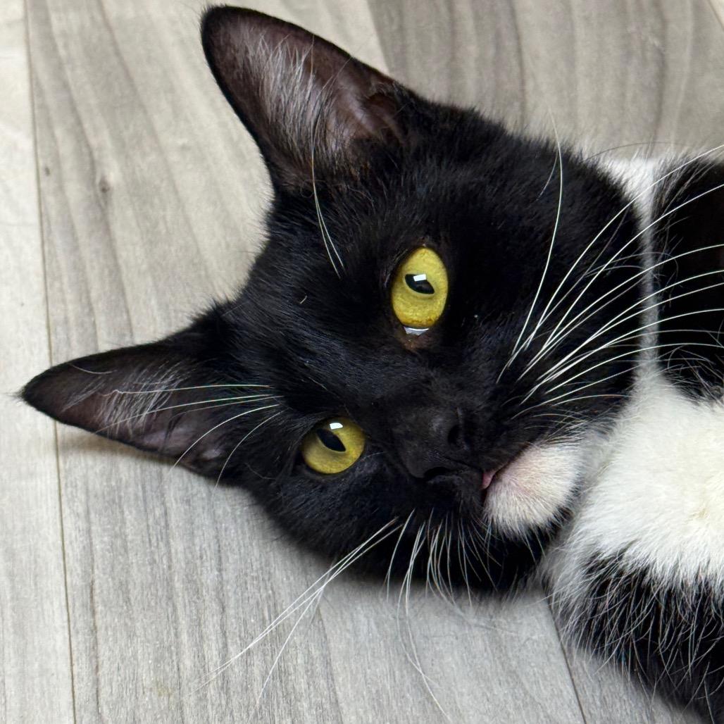 Enlarge Mittens (Carol/6th St Mama), a Adoptable Domestic Short Hair in Westport, CT image 1/5