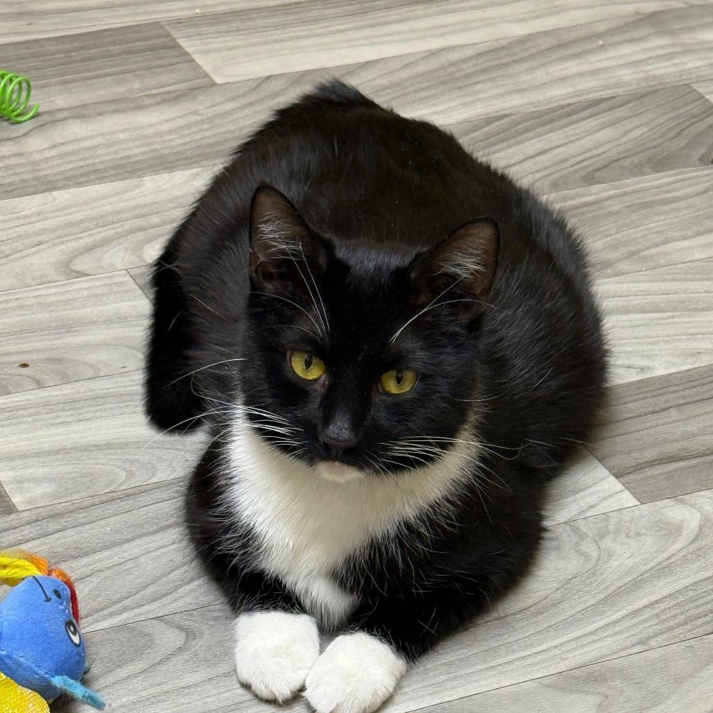 Enlarge Mittens (Carol/6th St Mama), a Adoptable Domestic Short Hair in Westport, CT image 2/5
