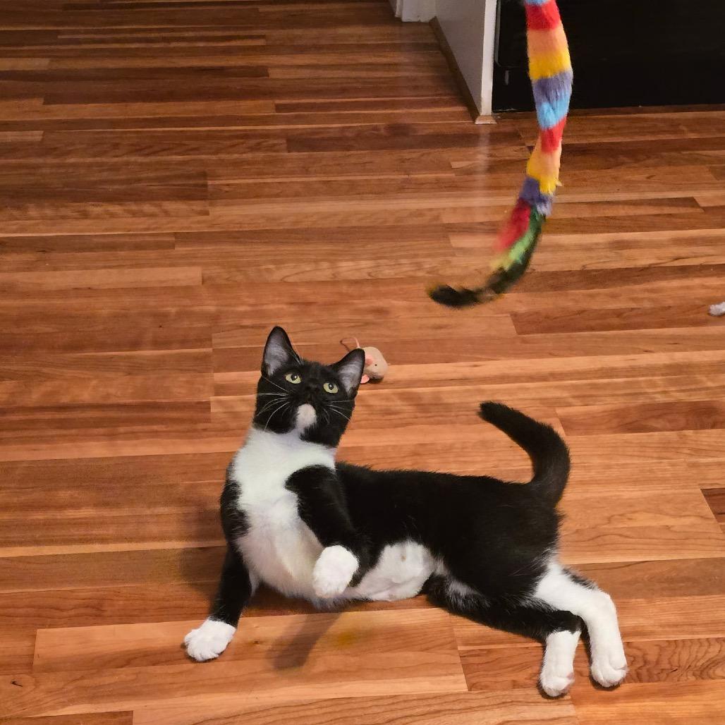 Enlarge Mittens (Carol/6th St Mama), a Adoptable Domestic Short Hair in Westport, CT image 3/5