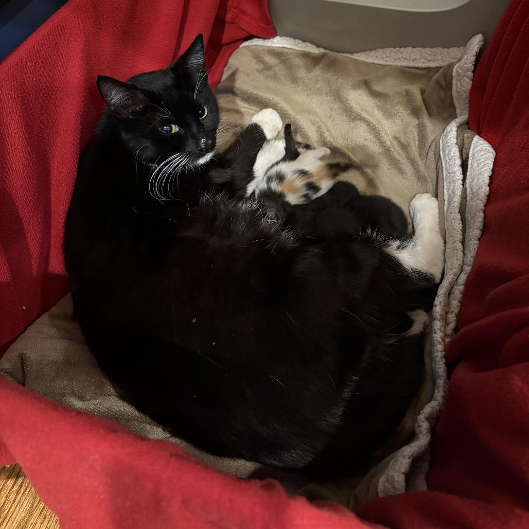 Enlarge Mittens (Carol/6th St Mama), a Adoptable Domestic Short Hair in Westport, CT image 4/5