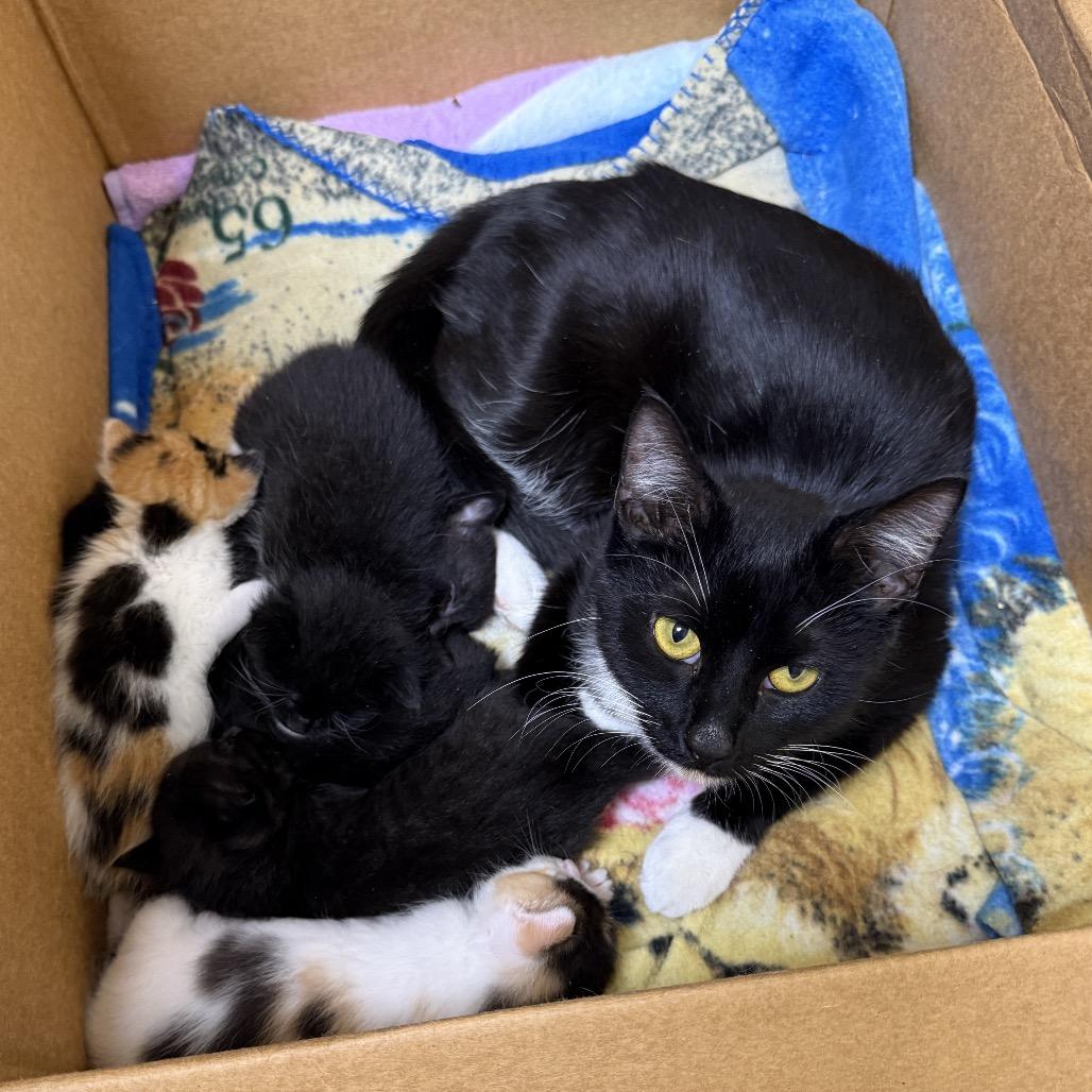 Enlarge Mittens (Carol/6th St Mama), a Adoptable Domestic Short Hair in Westport, CT image 5/5