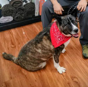 Enlarge Luna, a Adoptable mixed breed in King City, ON image 2/6