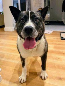 Enlarge Luna, a Adoptable mixed breed in King City, ON image 1/6