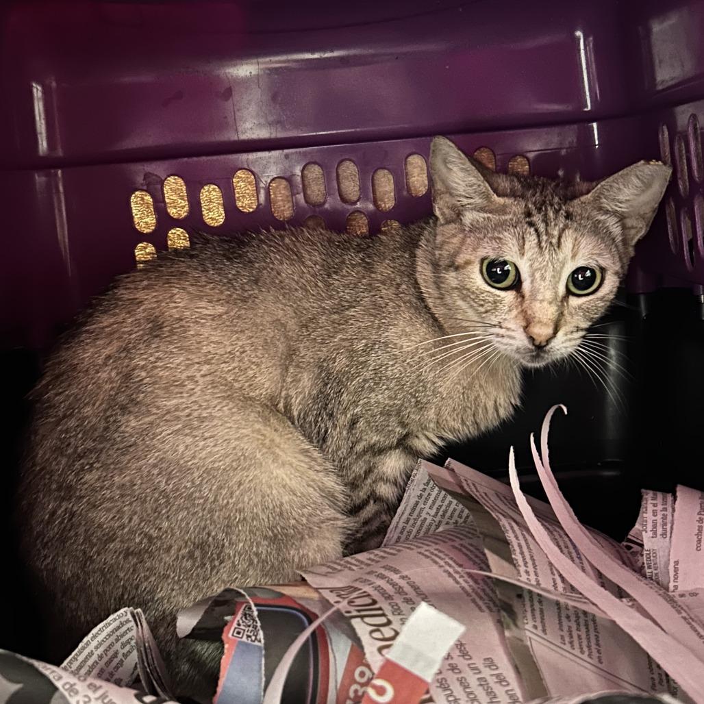 Serpy, Adoptable, Adult Female Domestic Short Hair.