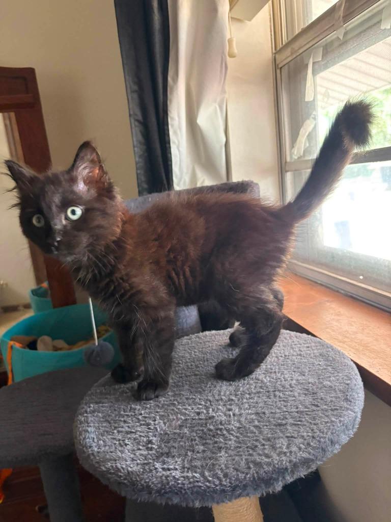 Pudding, Adoptable, Kitten Male Domestic Long Hair.