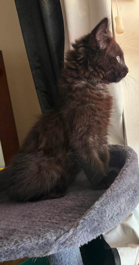 Enlarge Pudding, a Adoptable mixed breed in Miami, OK image 2/4