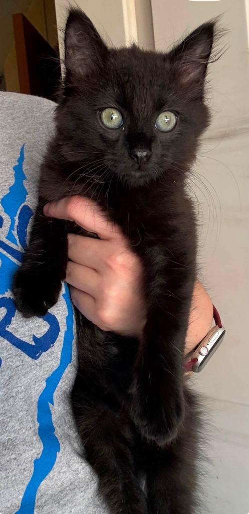 Enlarge Pudding, a Adoptable mixed breed in Miami, OK image 3/4