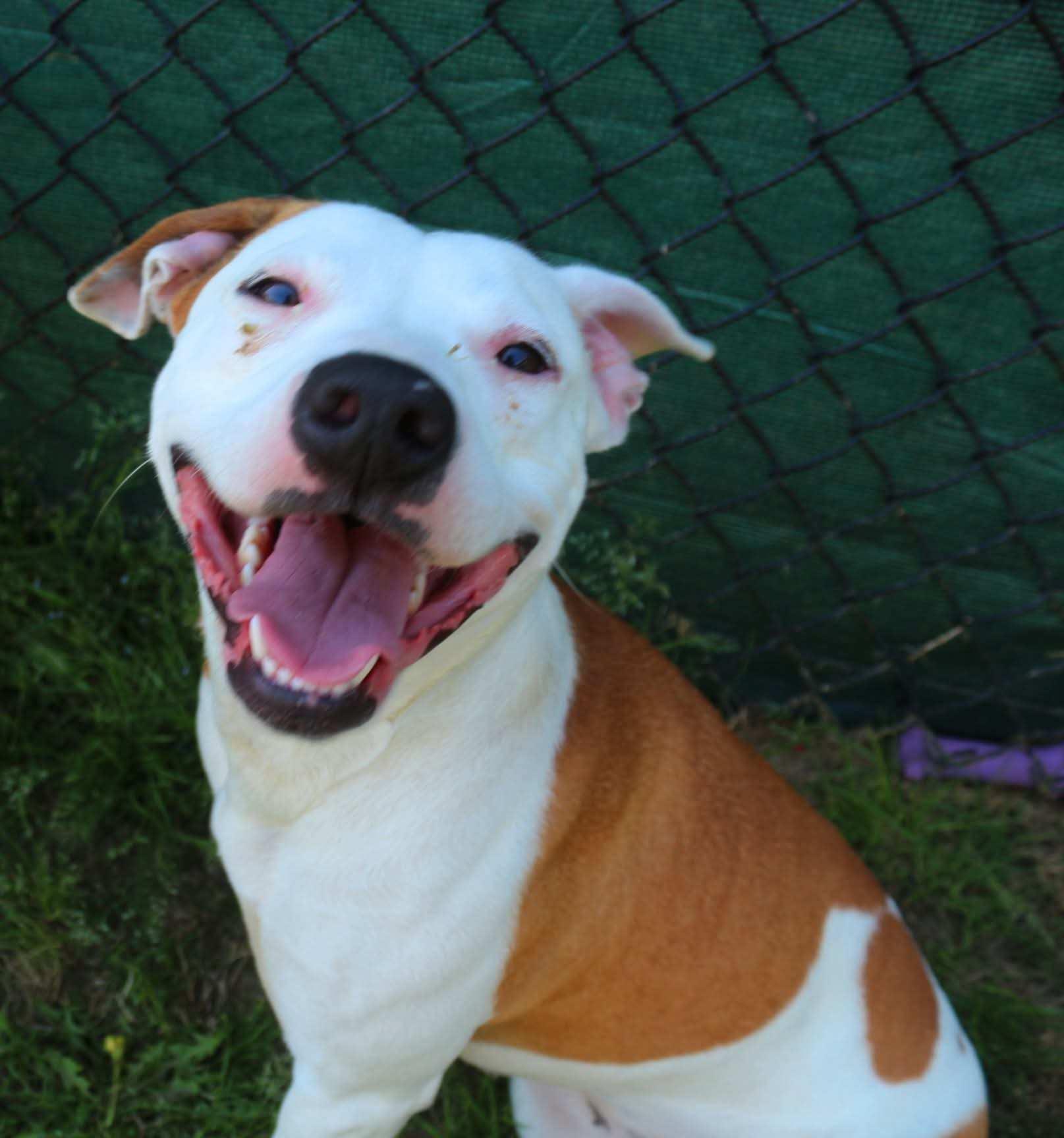 Enlarge Kori, a ADOPTABLE mixed breed in Lancaster, SC image 1/2