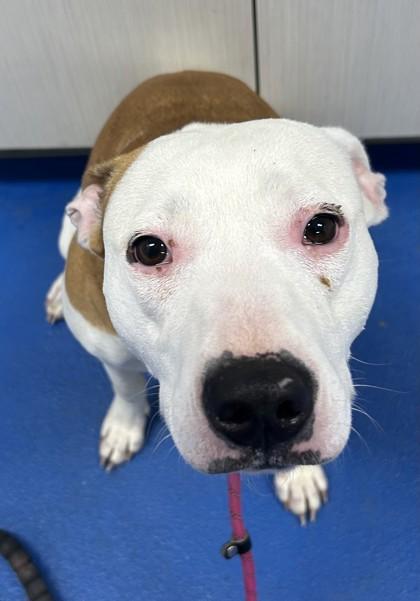 Enlarge Kori, a ADOPTABLE mixed breed in Lancaster, SC image 2/2