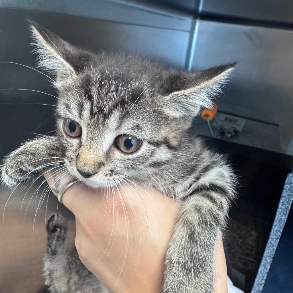 Josh-AT PETCO, Adoptable, Kitten Male Domestic Short Hair.