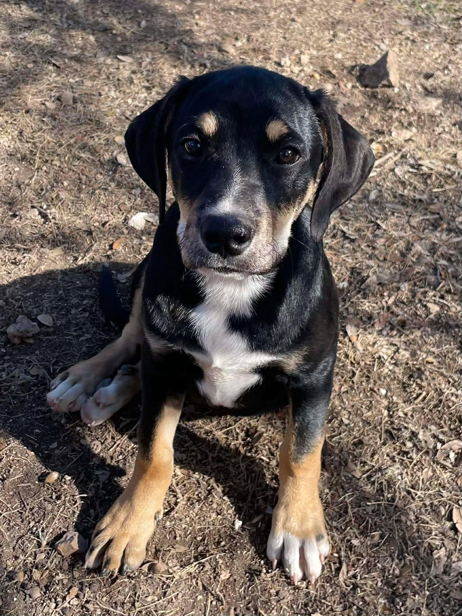 Enlarge Cooper, an adopted mixed breed in Wausau, WI image 4/6