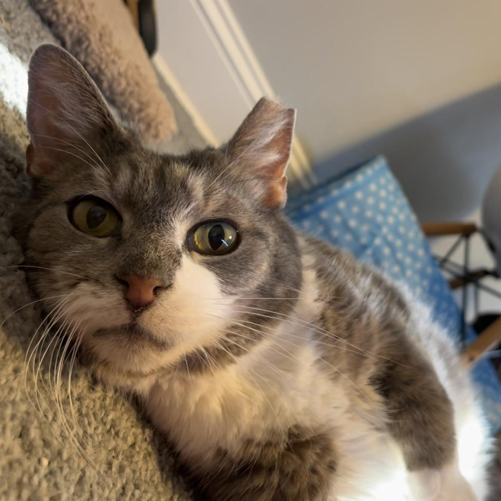 Mr. Lucky, Adoptable, Senior Male Domestic Short Hair.