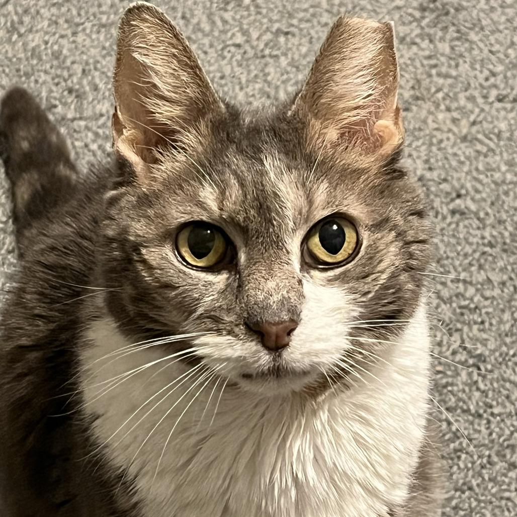 Enlarge Mr. Lucky, a Adoptable Domestic Short Hair in Bel Air, MD image 2/2