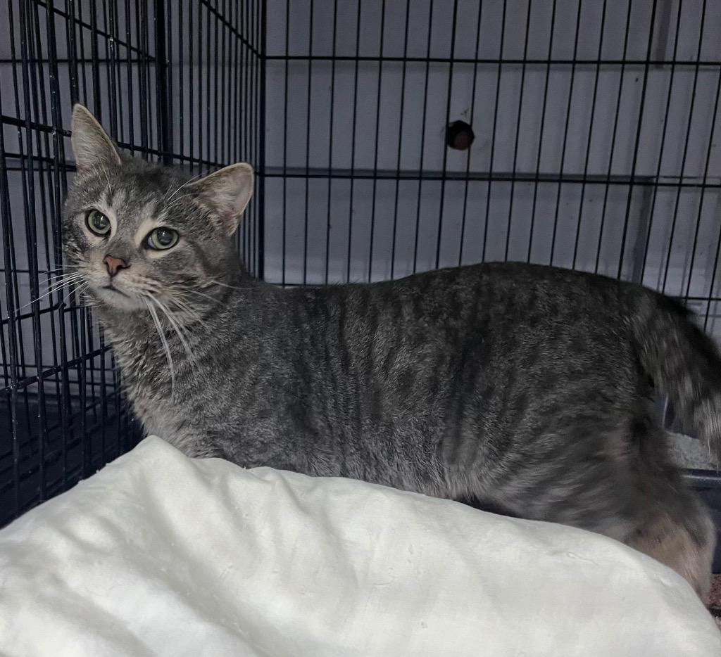 Spruce, Adoptable, Adult Male Domestic Medium Hair.