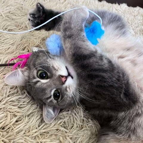 THEODORE, an adoptable Domestic Short Hair in Campbell River, BC, V9W 5A7 | Photo Image 2