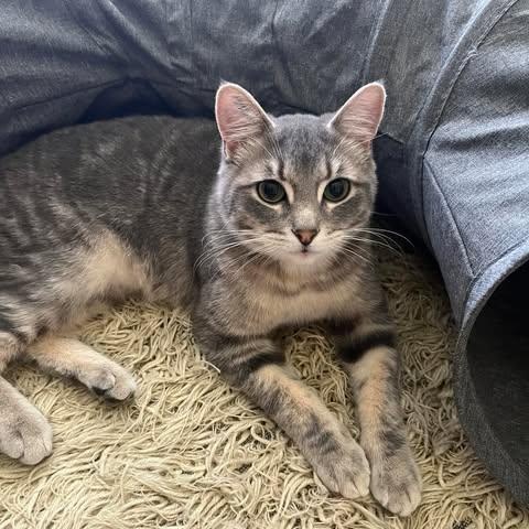 THEODORE, an adoptable Domestic Short Hair in Campbell River, BC, V9W 5A7 | Photo Image 1