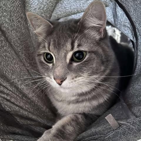 THEODORE, an adoptable Domestic Short Hair in Campbell River, BC, V9W 5A7 | Photo Image 4