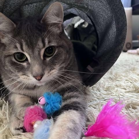 THEODORE, an adoptable Domestic Short Hair in Campbell River, BC, V9W 5A7 | Photo Image 3
